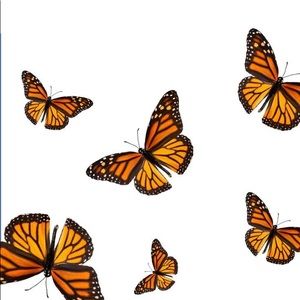 Meet your Posher, Julia